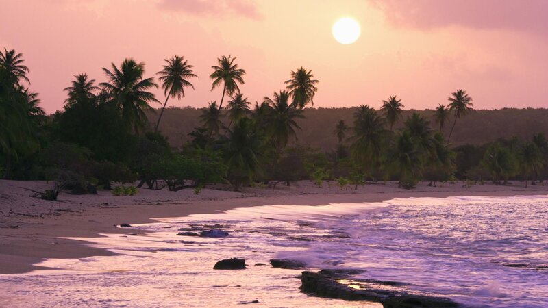 Palm Trees on Beach — Pink, Serene
