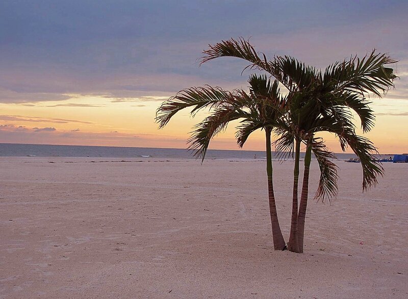 Palm Trees on Beach — Pink