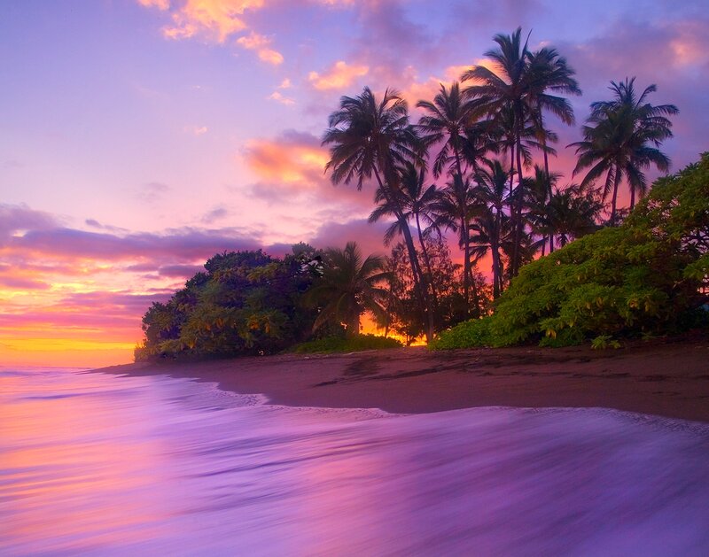 Palm Trees on Beach — Purple, Serene, Sunset, Photograph, Ocean, Sky, Sand