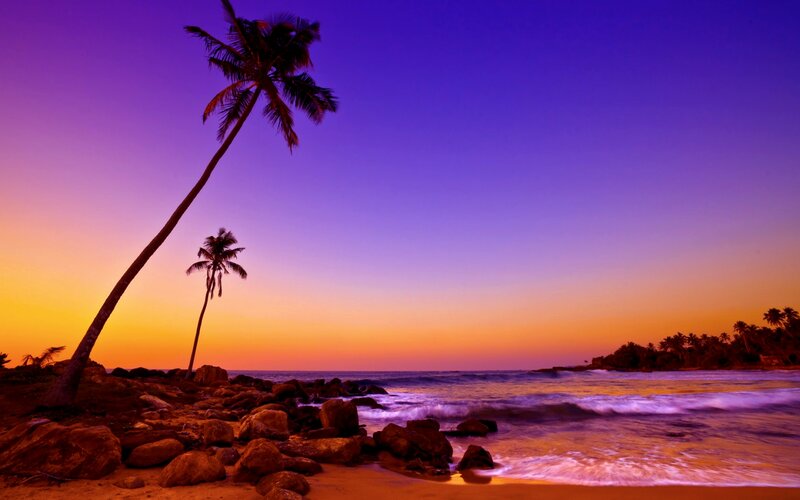 Palm Trees on Beach — Purple, Serene, Sunset, Photograph