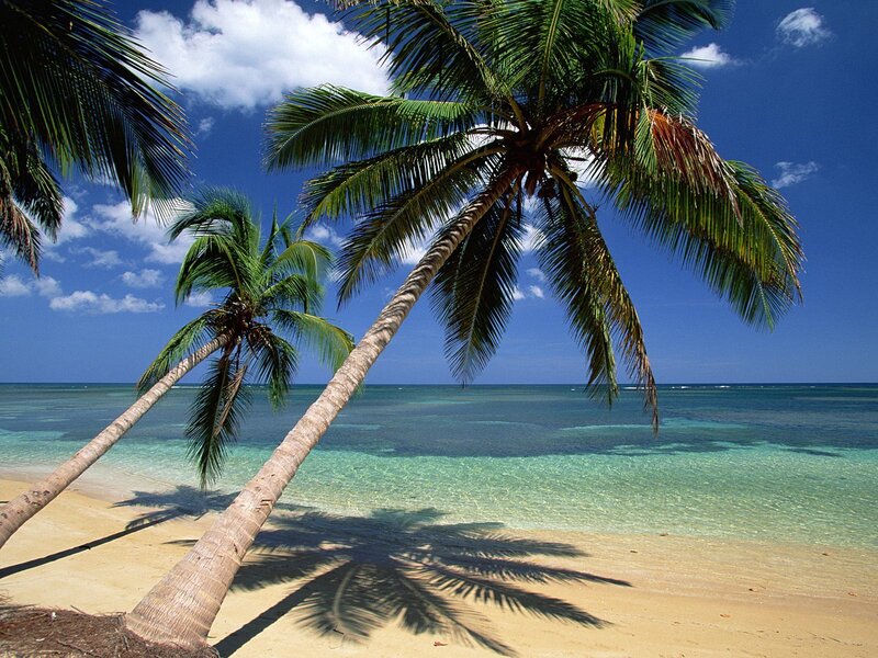 Palm Trees on Beach — Sand, Beige