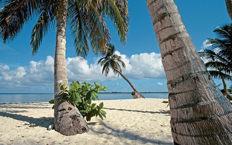 Palm Trees on Beach — Sand, Brown