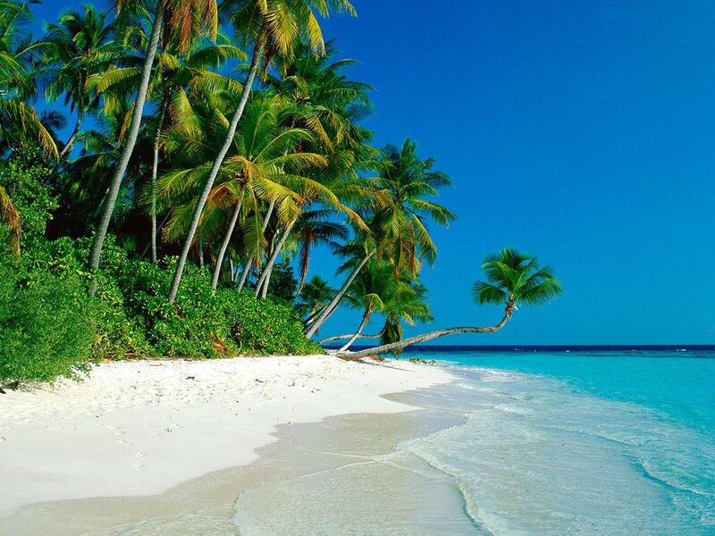Palm Trees on Beach — Sand, Green