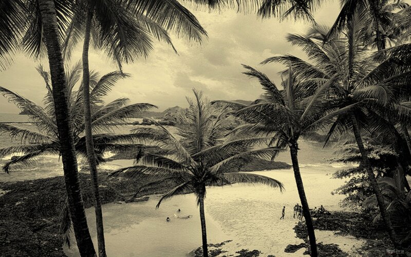 Palm Trees on Beach — Sepia