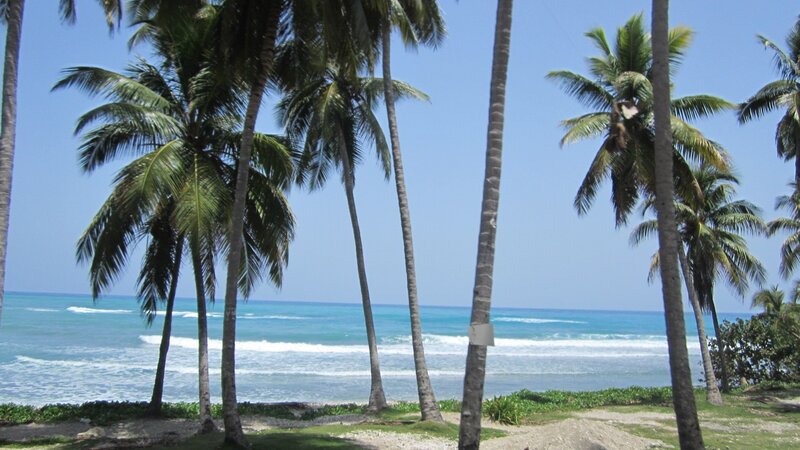 Palm Trees on Beach — Sky, Brown