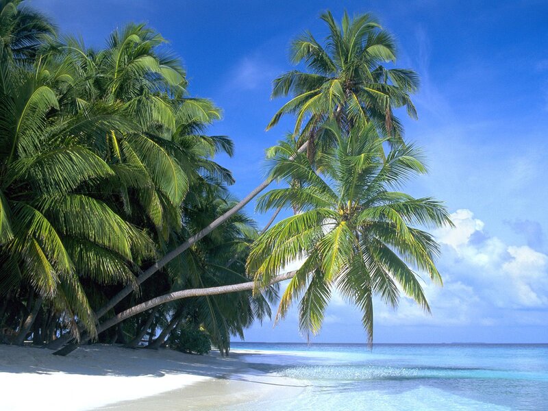 Palm Trees on Beach — Sky, White