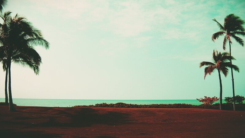 Palm Trees on Beach — Teal