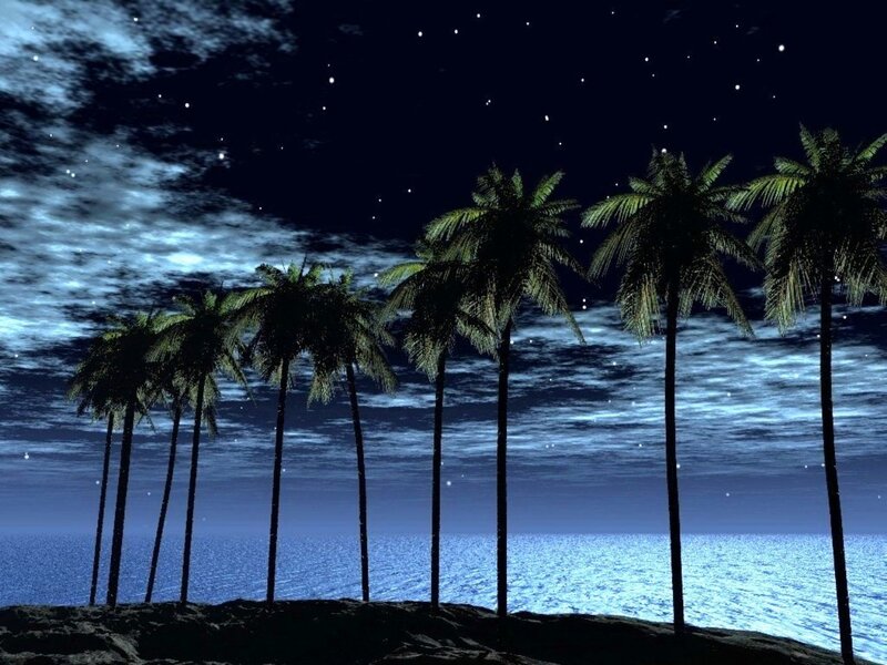 Palm Trees on Beach