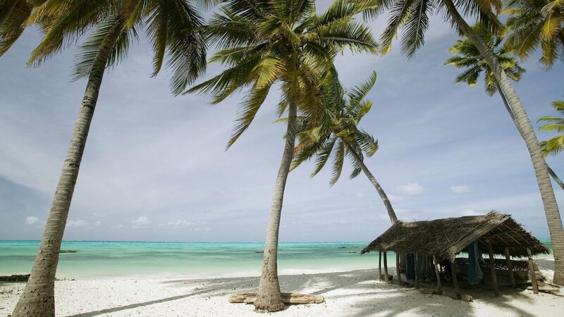 Palm Trees on Beach — White, Serene, Afternoon, Photograph, Ocean, Hut
