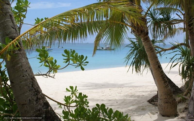 Palm Trees on Beach — White, Serene, Afternoon, Photograph