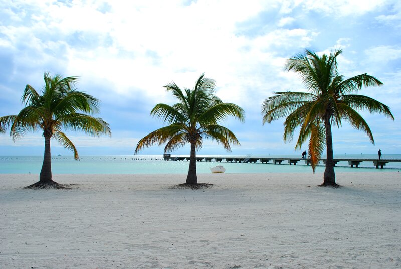 Palm Trees on Beach — White, Serene, Afternoon