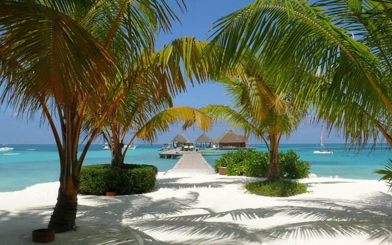 Palm Trees on Beach — White
