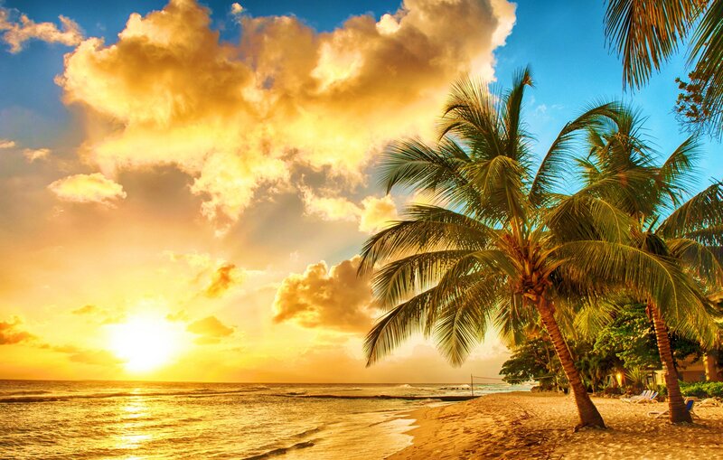 Palm Trees on Beach — Yellow, Dramatic