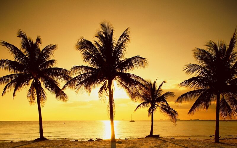 Palm Trees on Beach — Yellow, Serene, Sunset, Photograph, Ocean, Boat