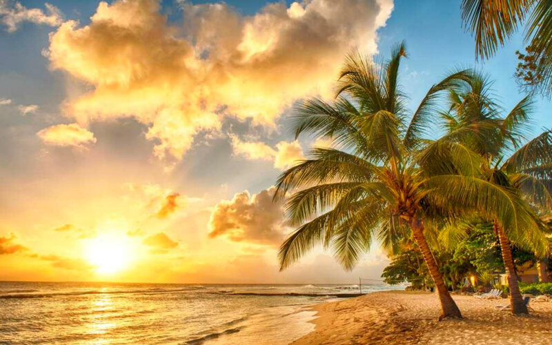 Palm Trees on Beach — Yellow, Serene, Sunset, Photograph, Ocean