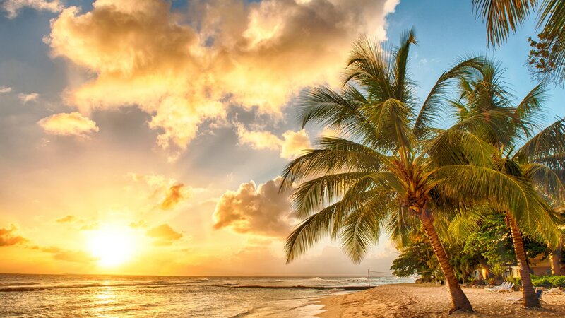 Palm Trees on Beach — Yellow, Serene, Sunset, Photograph