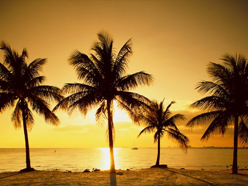 Palm Trees on Beach — Yellow, Serene