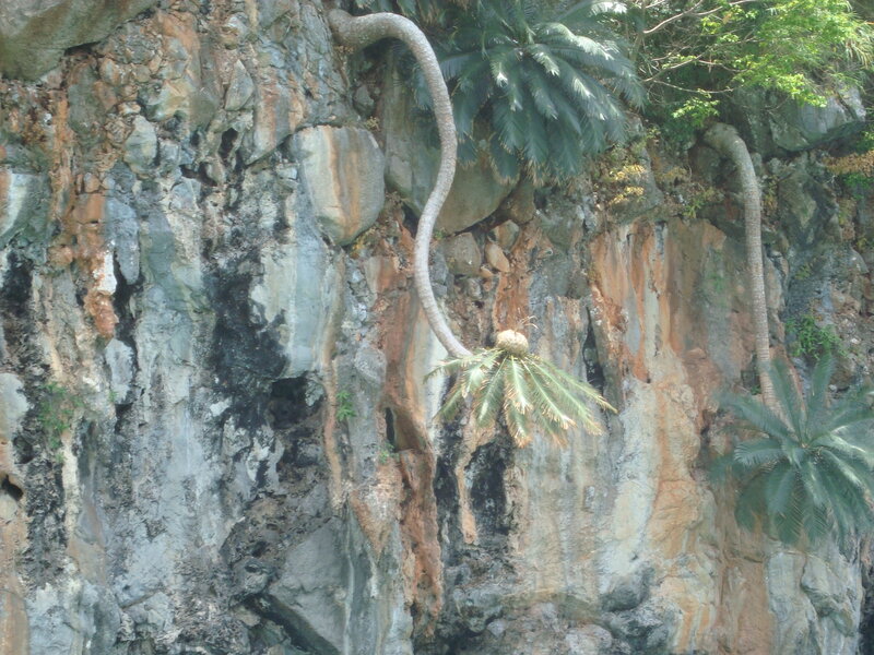 Palm Trees on Cliff