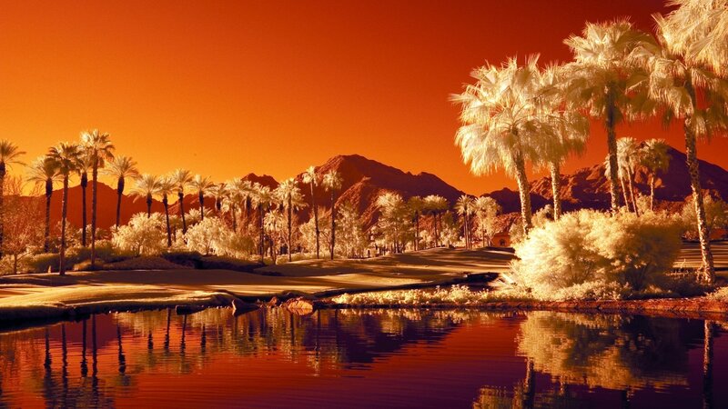 Palm Trees on Golf Course
