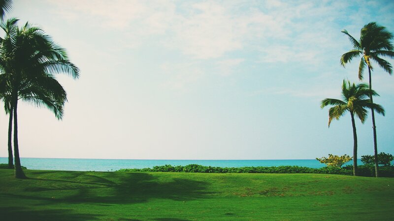 Palm Trees on Grass — Green, Serene