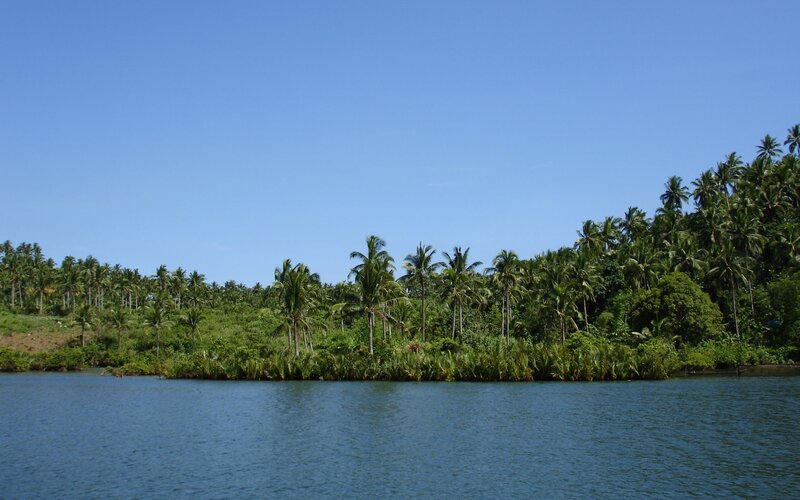 Palm Trees on Island — Blue, Serene, Afternoon