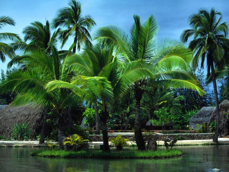 Palm Trees on Island — Green, Serene, Afternoon, Photograph