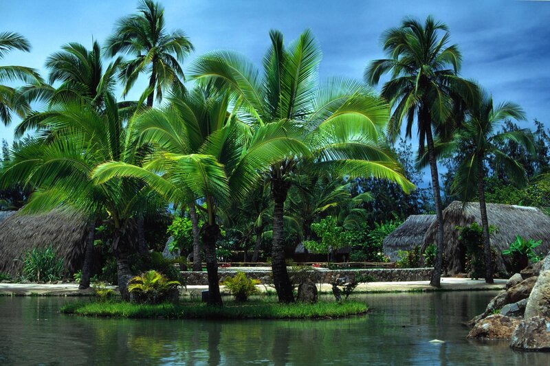 Palm Trees on Island — Green, Serene, Afternoon