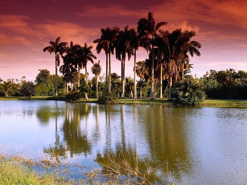 Palm Trees on Island — Purple, Serene