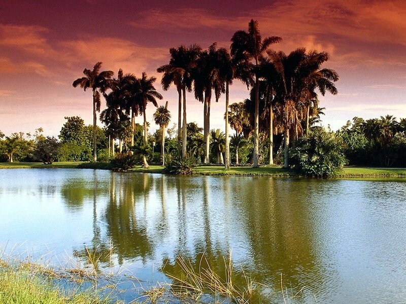 Palm Trees on Island — Purple