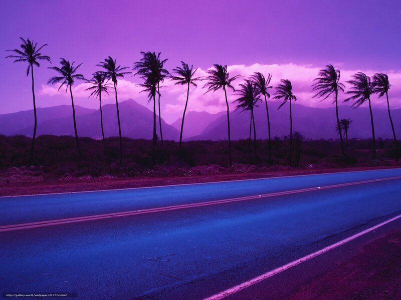 Palm Trees on Road — Purple, Dramatic, Sunset, Photograph