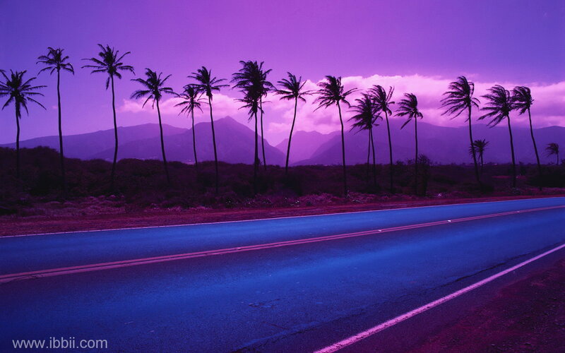 Palm Trees on Road