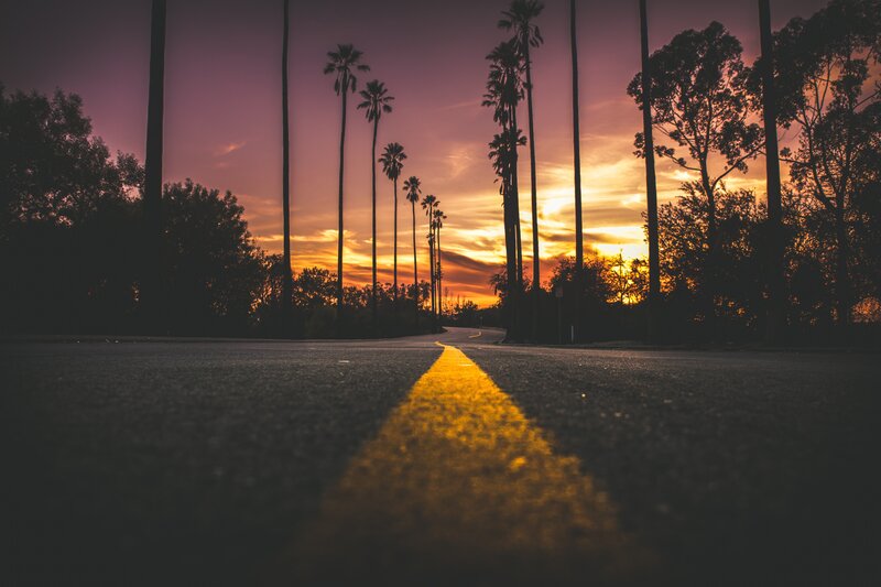 Palm Trees on Road — Yellow