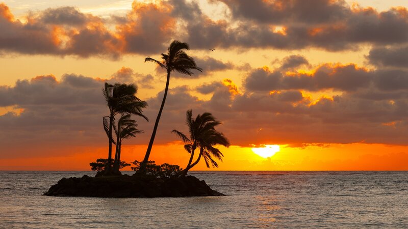 Palm Trees on Rock