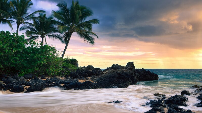 Palm Trees on Rocky Beach — Blue, Dramatic