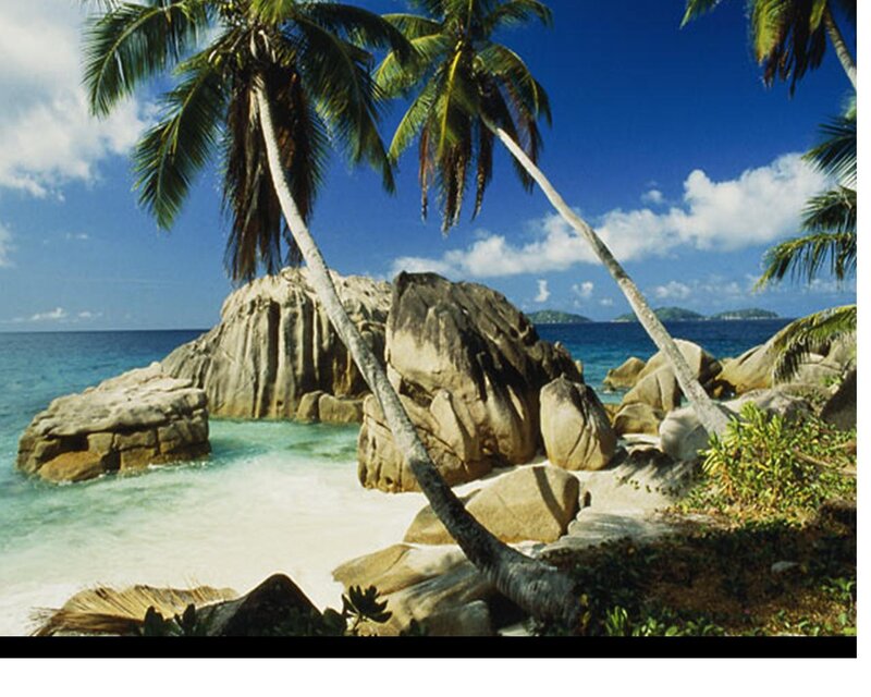 Palm Trees on Rocky Beach — Blue