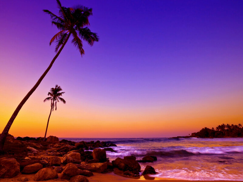 Palm Trees on Rocky Beach — Purple