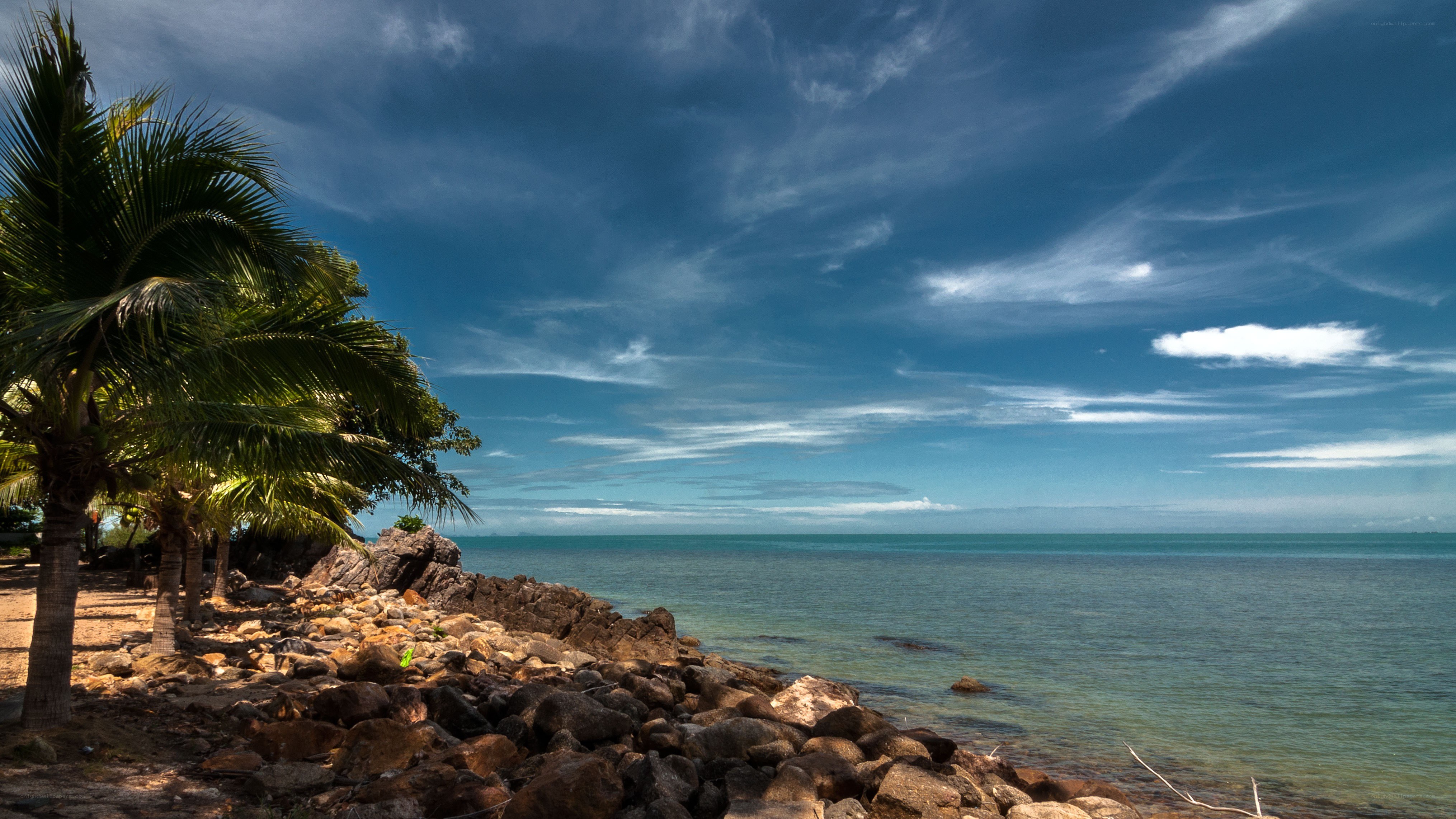 Palm trees on rocky beach
