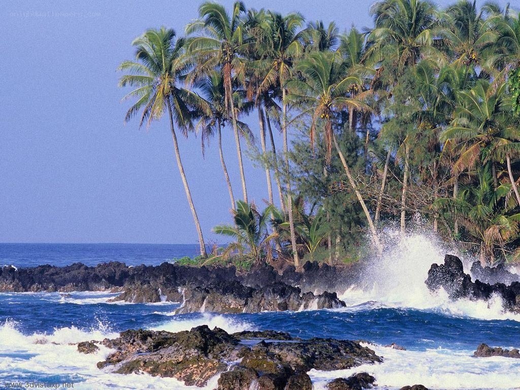 Palm trees on rocky coast