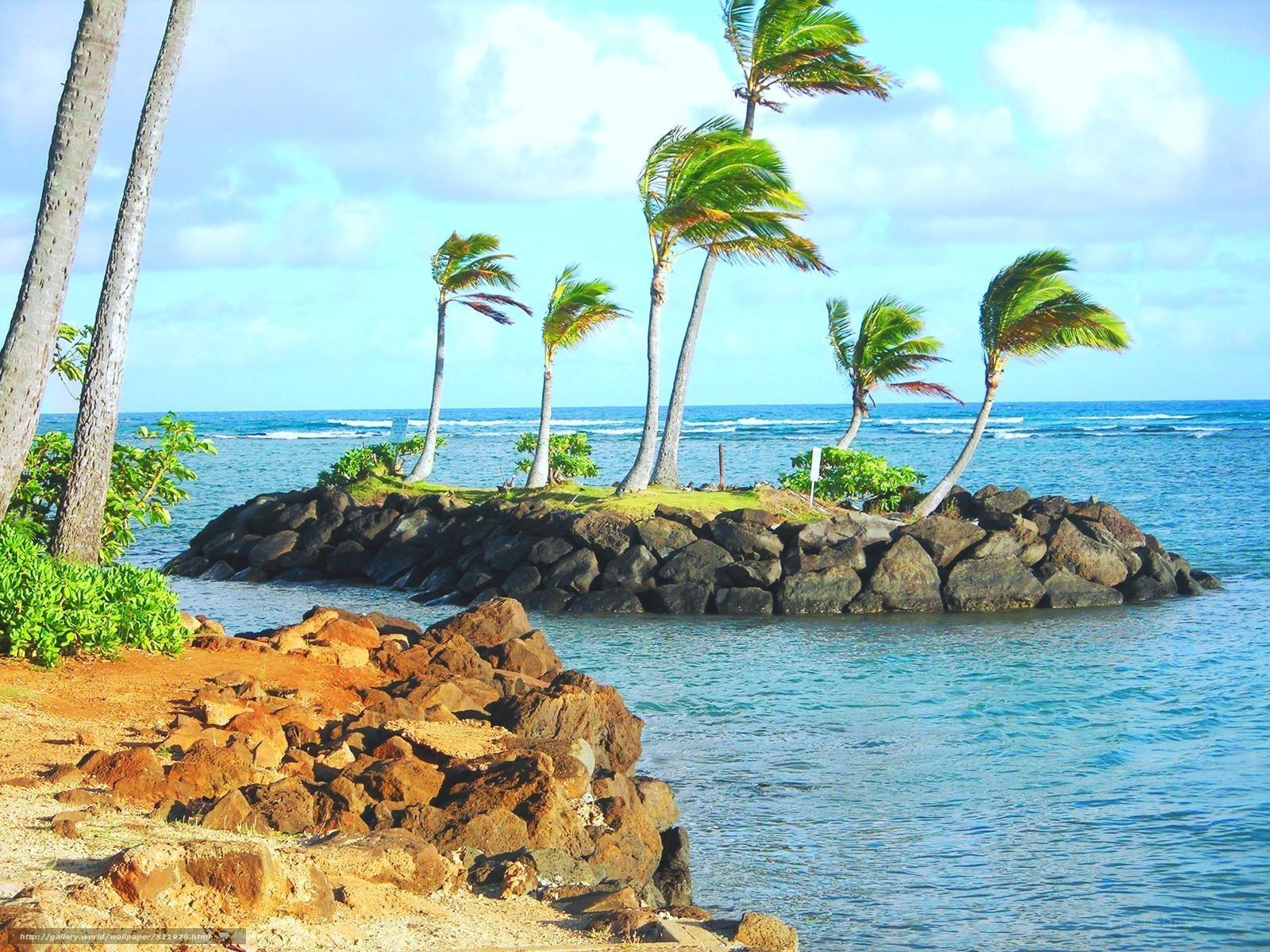 Palm trees on rocky island