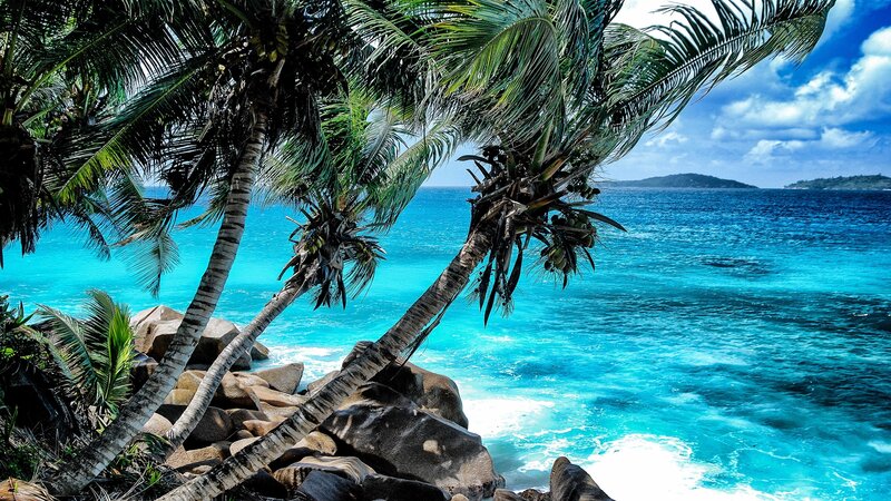 Palm Trees on Rocky Shore — Blue