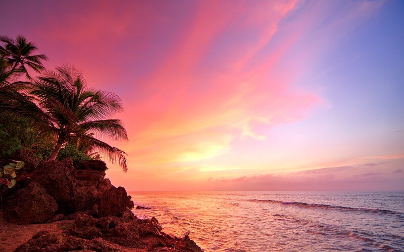 Palm Trees on Rocky Shore — Pink