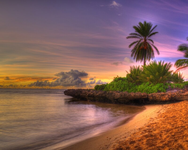 Palm Trees on Rocky Shore — Purple