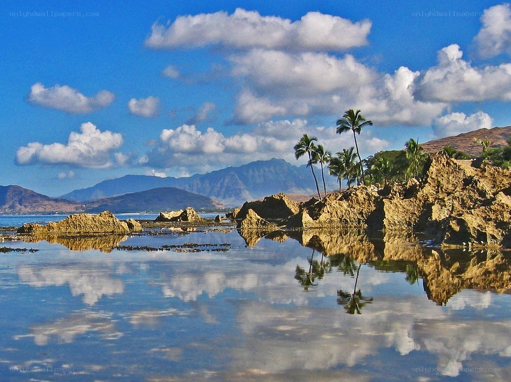 Palm trees on rocky shore