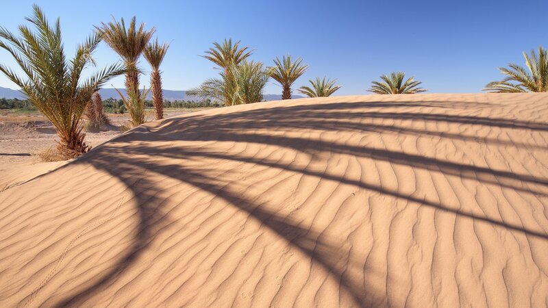 Palm Trees on Sand Dune — Brown