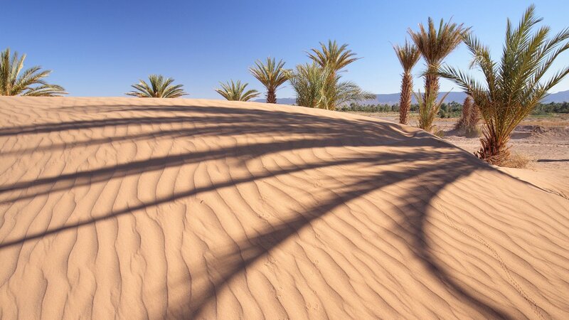 Palm Trees on Sand Dune
