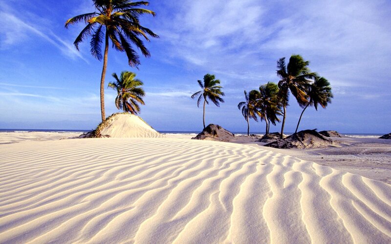 Palm Trees on Sand Dunes — Blue