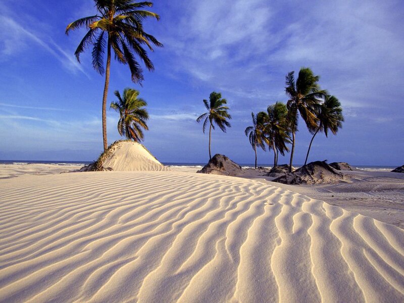 Palm Trees on Sand Dunes
