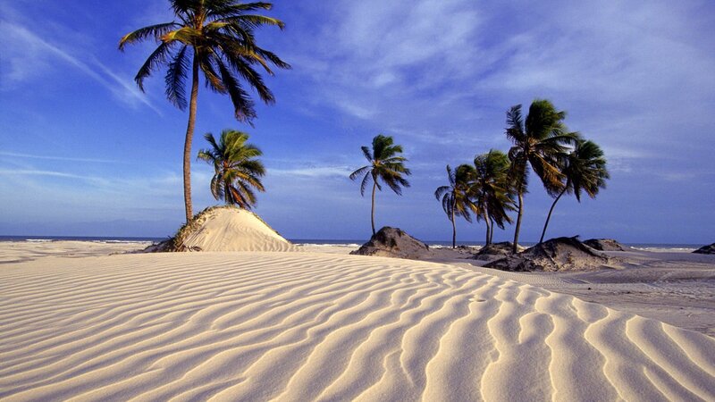 Palm Trees on Sandy Beach — Blue, Serene, Afternoon, Photograph, Sand Dunes
