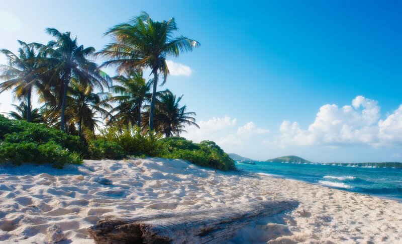 Palm Trees on Sandy Beach — Blue, Serene, Afternoon