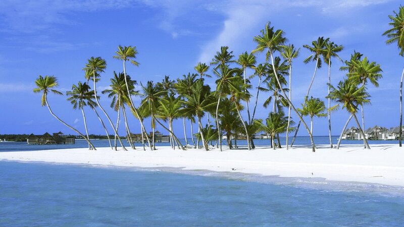 Palm Trees on Sandy Beach — Blue, Serene